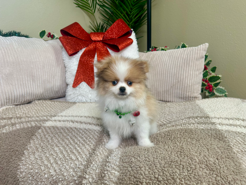 Pomeranian Puppy for Adoption