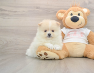 8 week old Pomeranian Puppy For Sale - Lone Star Pups