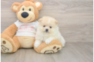 Pomeranian Puppy for Adoption