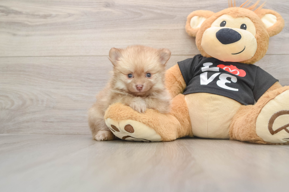 Pomeranian Pup Being Cute