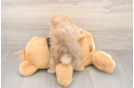 Smart Swergspitz Purebred Puppy