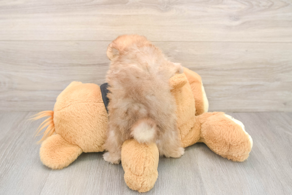 Smart Swergspitz Purebred Puppy