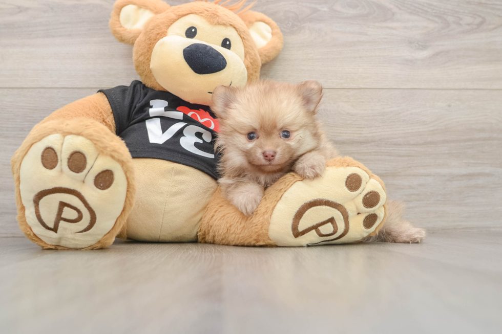 Friendly Pomeranian Baby