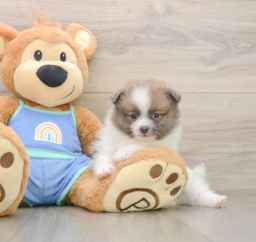 8 week old Pomeranian Puppy For Sale - Lone Star Pups
