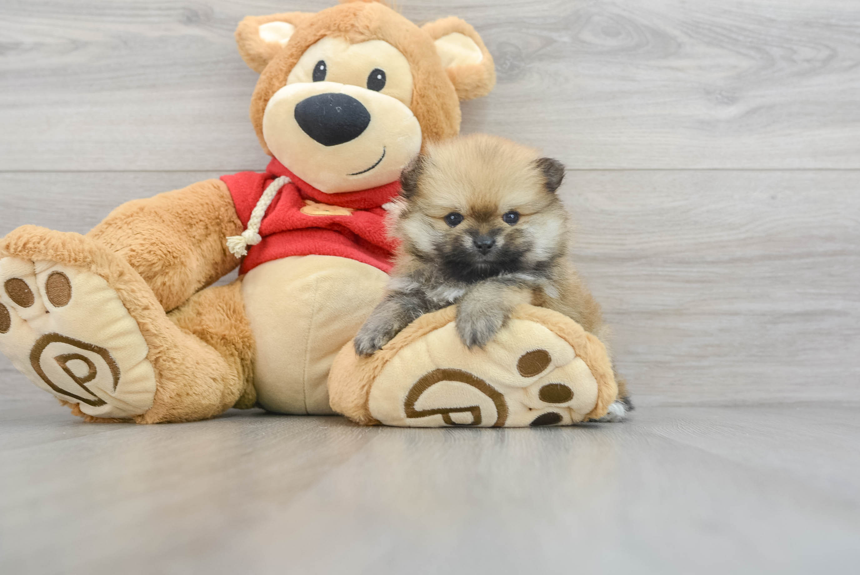 Friendly Pomeranian Purebred Pup