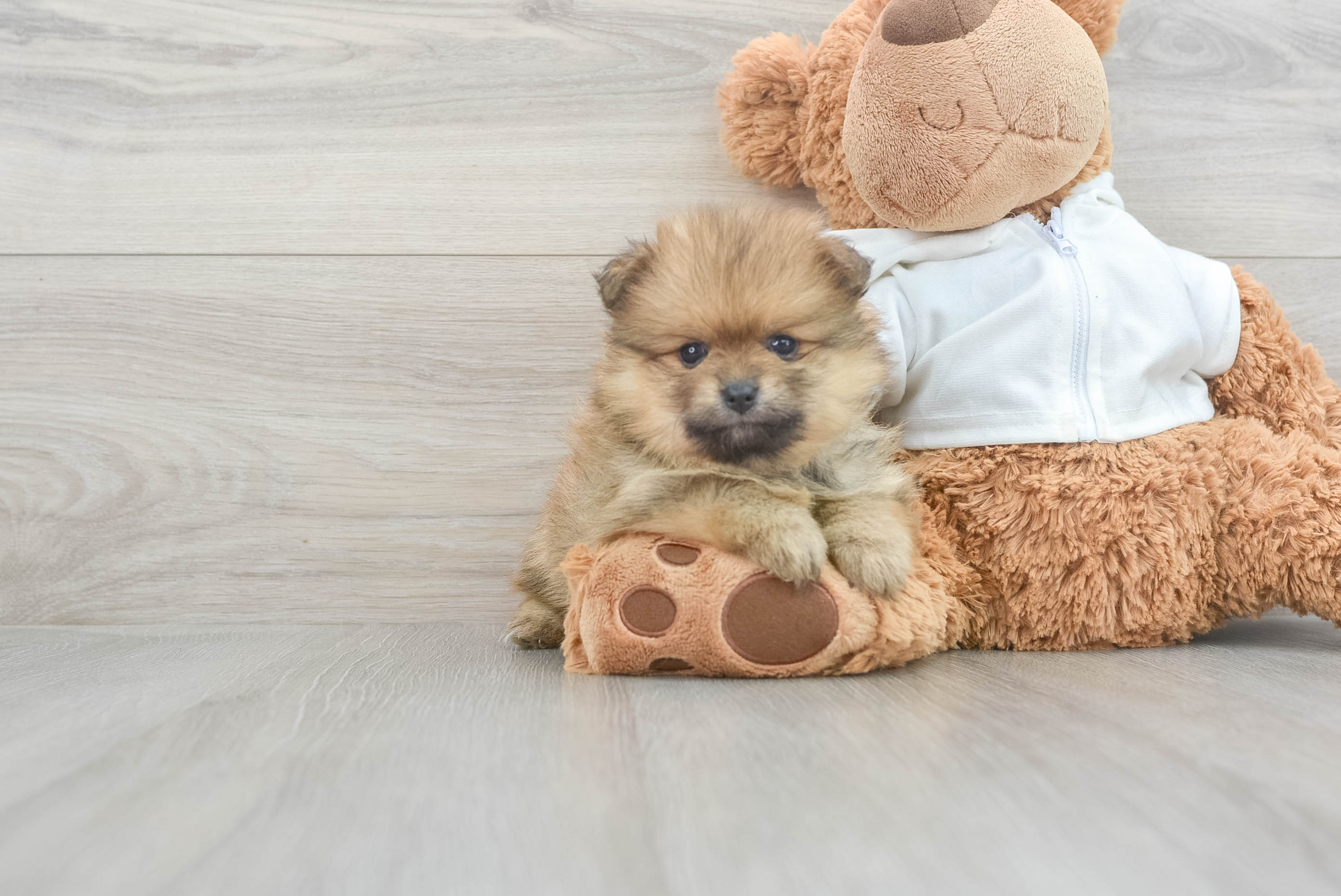 Fluffy Pomeranian Purebred Puppy