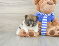 7 week old Pomeranian Puppy For Sale - Lone Star Pups