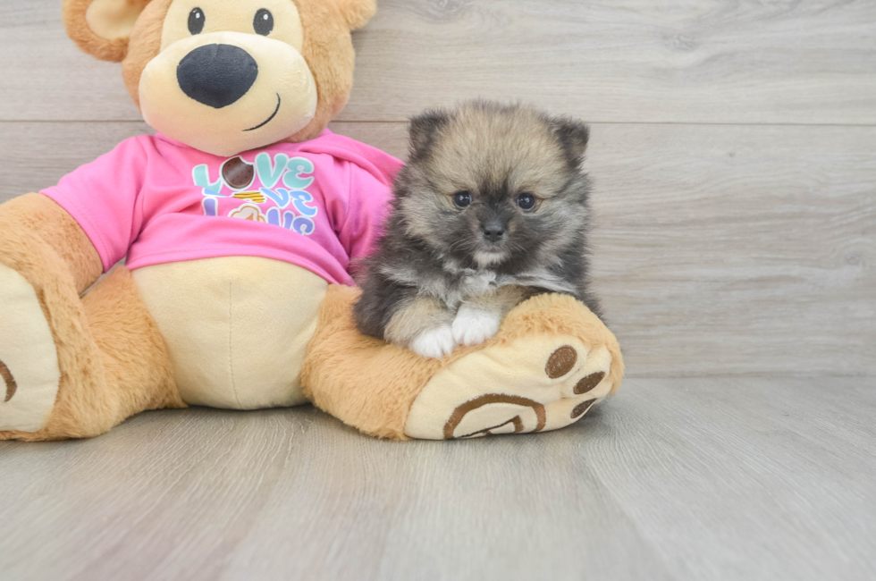 6 week old Pomeranian Puppy For Sale - Lone Star Pups