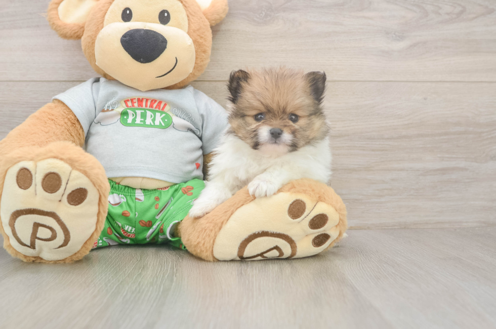 5 week old Pomeranian Puppy For Sale - Lone Star Pups