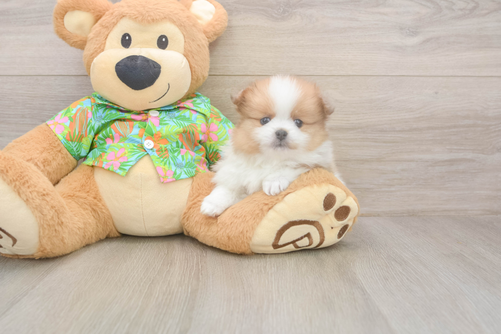 Fluffy Dwarf Spitz Purebred Puppy