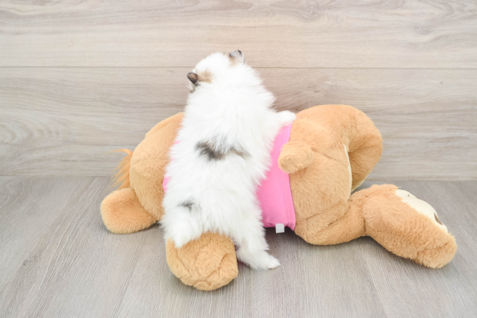 Pomeranian Puppy for Adoption