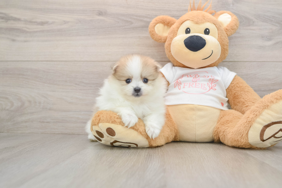 Little Pomeranian Baby
