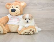 8 week old Pomeranian Puppy For Sale - Lone Star Pups