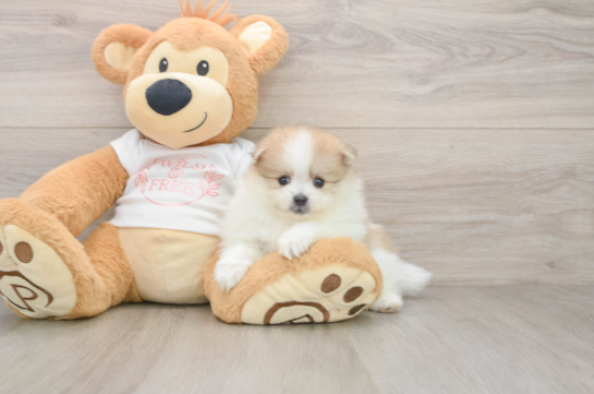 Pomeranian Pup Being Cute
