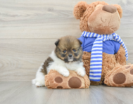 7 week old Pomeranian Puppy For Sale - Lone Star Pups