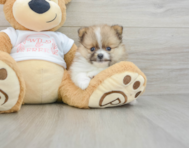 7 week old Pomeranian Puppy For Sale - Lone Star Pups