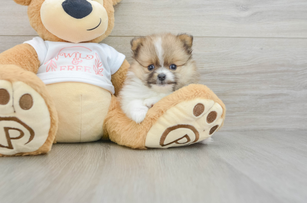 5 week old Pomeranian Puppy For Sale - Lone Star Pups