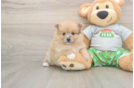 Best Pomeranian Baby