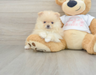 7 week old Pomeranian Puppy For Sale - Lone Star Pups
