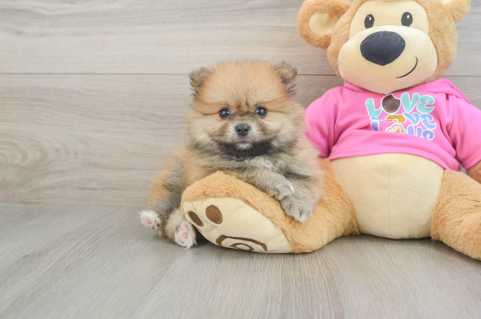 6 week old Pomeranian Puppy For Sale - Lone Star Pups