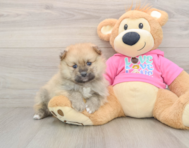 8 week old Pomeranian Puppy For Sale - Lone Star Pups