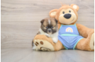 Pomeranian Pup Being Cute