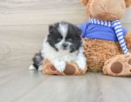 8 week old Pomeranian Puppy For Sale - Lone Star Pups