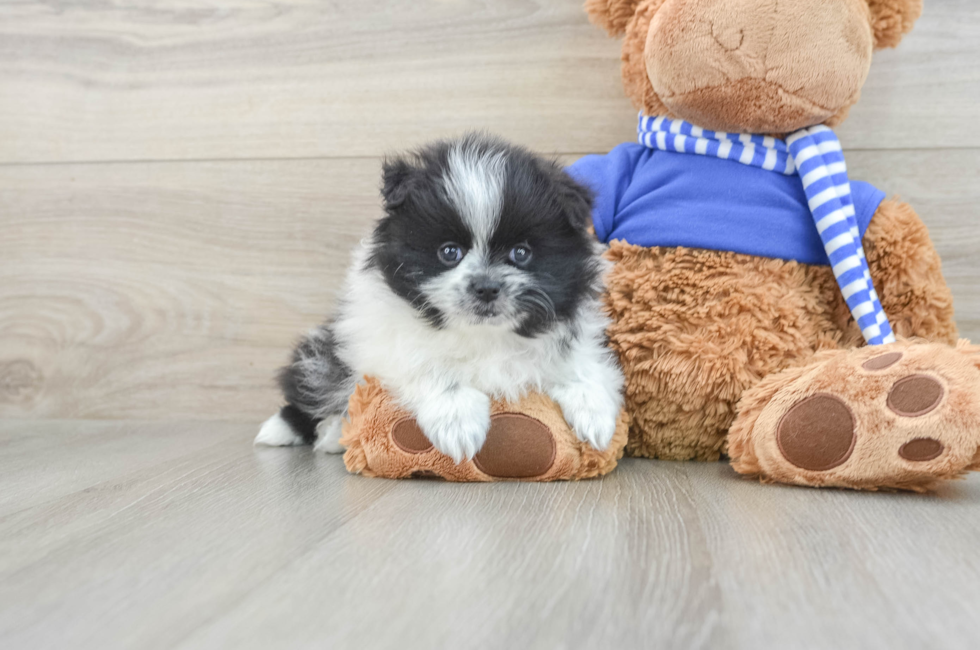 8 week old Pomeranian Puppy For Sale - Lone Star Pups