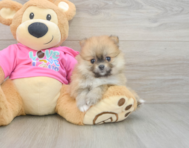 7 week old Pomeranian Puppy For Sale - Lone Star Pups