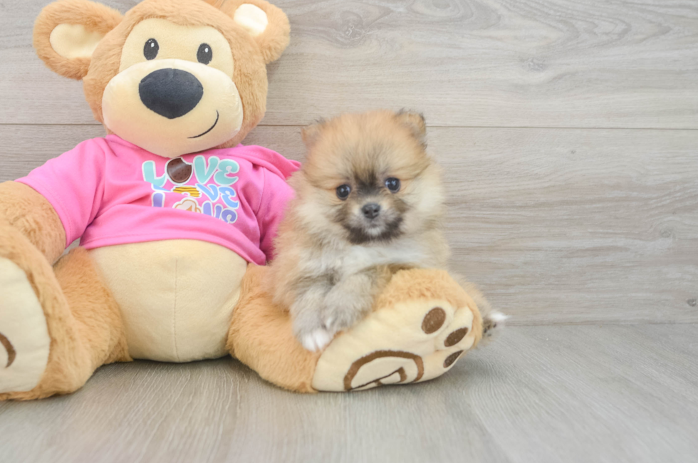6 week old Pomeranian Puppy For Sale - Lone Star Pups
