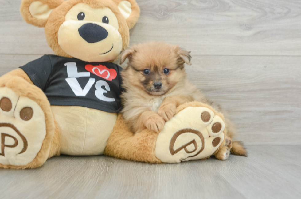 6 week old Pomeranian Puppy For Sale - Lone Star Pups