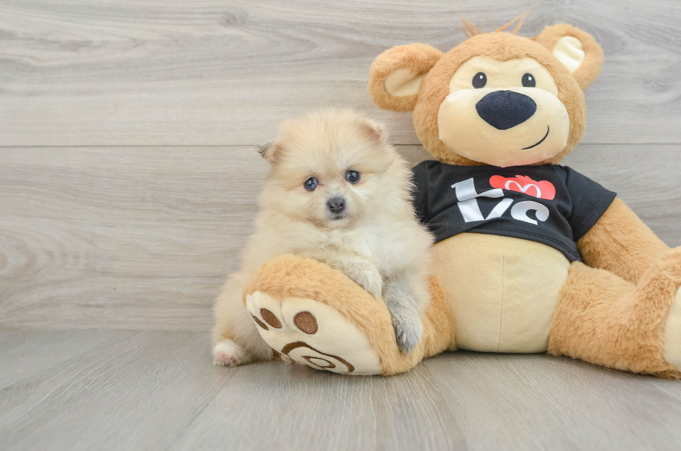 6 week old Pomeranian Puppy For Sale - Lone Star Pups