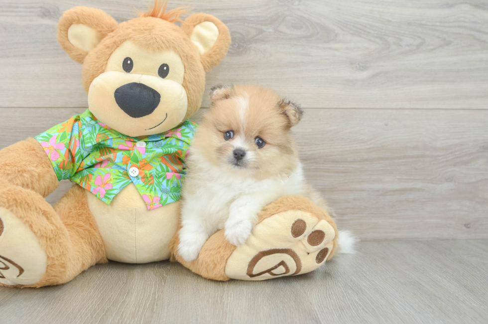 6 week old Pomeranian Puppy For Sale - Lone Star Pups