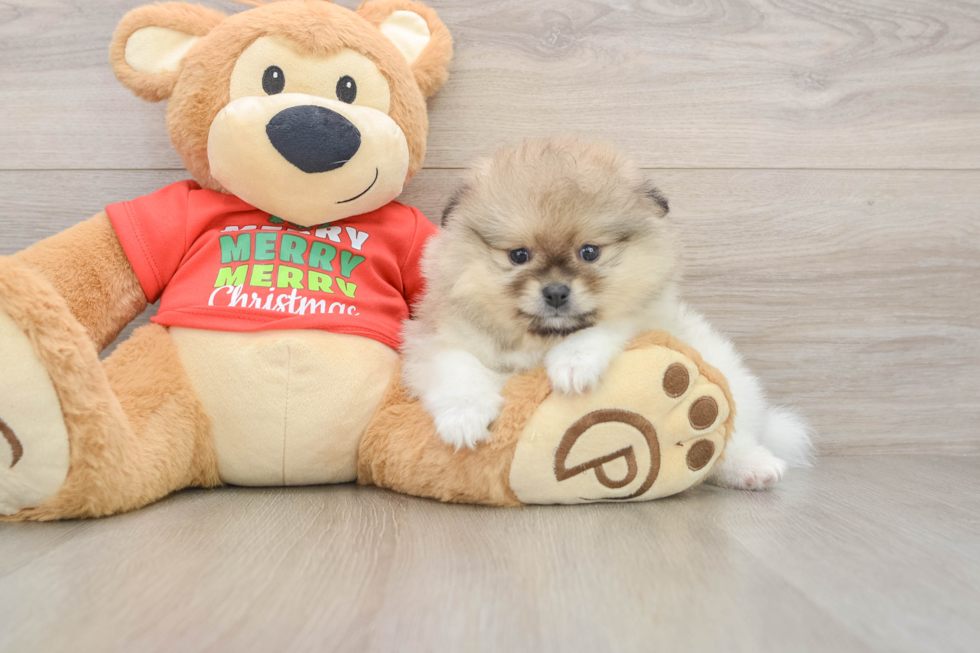 Small Pomeranian Baby