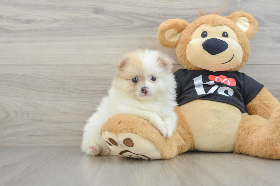 6 week old Pomeranian Puppy For Sale - Lone Star Pups