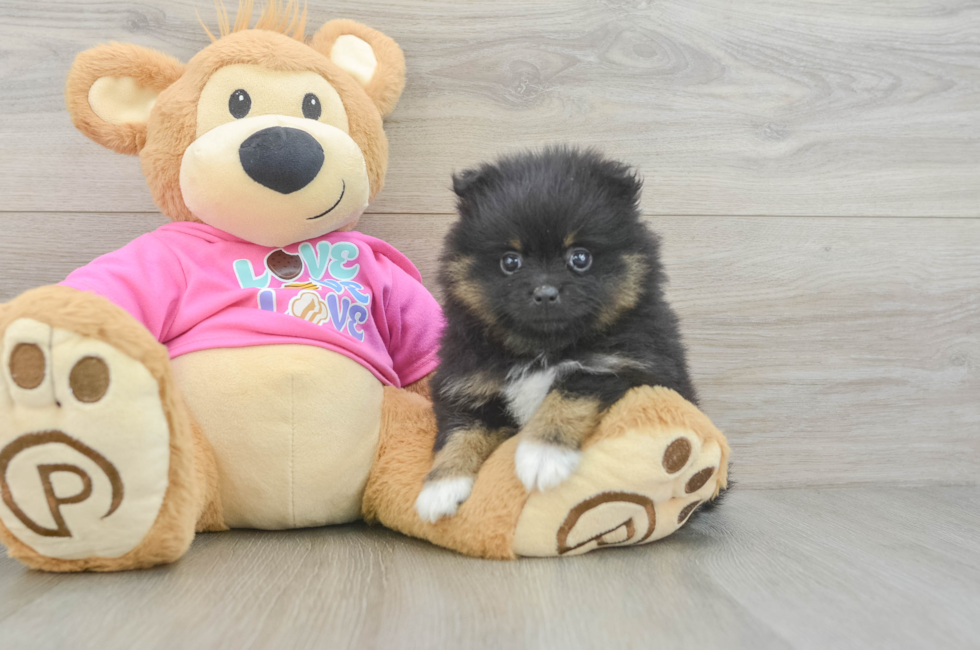5 week old Pomeranian Puppy For Sale - Lone Star Pups