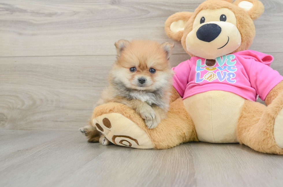 6 week old Pomeranian Puppy For Sale - Lone Star Pups