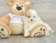 6 week old Pomeranian Puppy For Sale - Lone Star Pups
