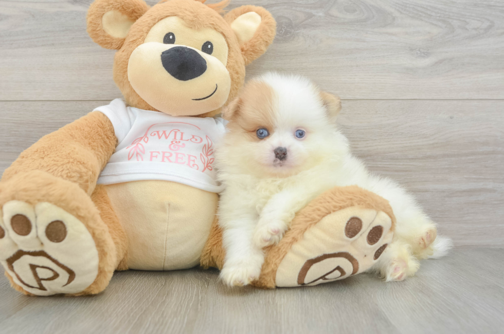 6 week old Pomeranian Puppy For Sale - Lone Star Pups