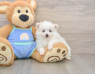 5 week old Pomeranian Puppy For Sale - Lone Star Pups