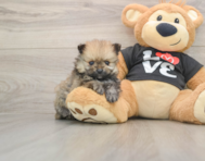 8 week old Pomeranian Puppy For Sale - Lone Star Pups