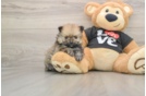 Friendly Pomeranian Purebred Pup