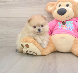 6 week old Pomeranian Puppy For Sale - Lone Star Pups