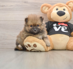 8 week old Pomeranian Puppy For Sale - Lone Star Pups
