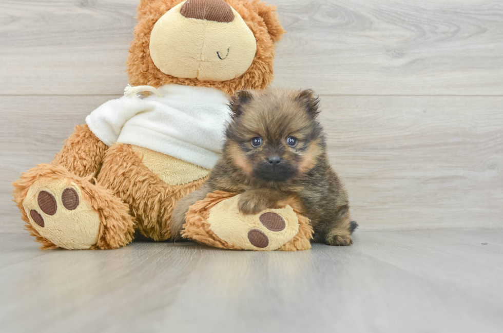 6 week old Pomeranian Puppy For Sale - Lone Star Pups