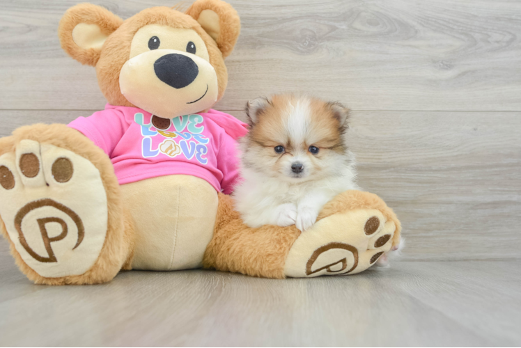 Pomeranian Puppy for Adoption