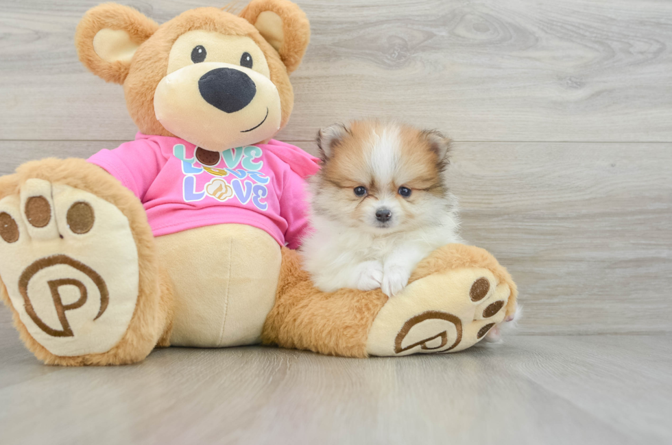 6 week old Pomeranian Puppy For Sale - Lone Star Pups