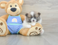 8 week old Pomeranian Puppy For Sale - Lone Star Pups
