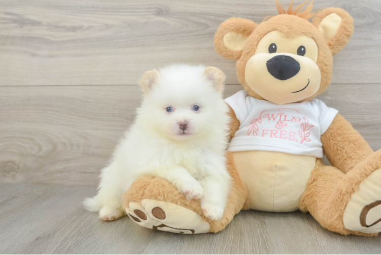 Funny Pomeranian Purebred Pup