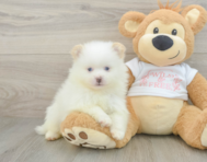 6 week old Pomeranian Puppy For Sale - Lone Star Pups